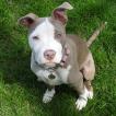 Naia, Bulldog americano