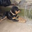 Vodka, Rottweiler