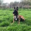 OSLO, Pastor Belga Malinois