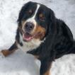 Balou, Berner Sennenhund