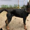 VJ, Cane da pastore di beauce