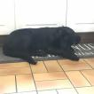 Popeye, Labrador Retriever
