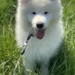 Oslan, Samoyedo