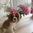 Paddington, Cavalier King Charles Spaniel