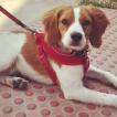 Keeva, Bretonischer Spaniel