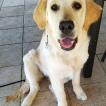 Omiko, Golden Retriever