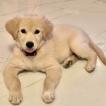 Kiara, Golden Retriever