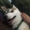 Solstice, Husky Siberien