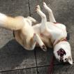 Lightning, Husky Siberiano