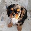Patsy