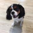 Kali, Cavalier King Charles Spaniel