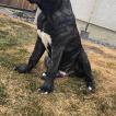dante, Presa canario