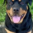 Max, Rottweiler