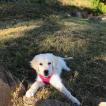 Nora, Golden Retriever