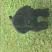 Daisy, Cocker Spaniel