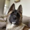 Sasha, Akita Japonés