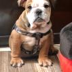 Gunther, Bulldog