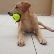 Pablo, Labrador Retriever