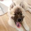 Tao, Eurasier