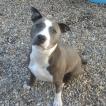 DIANA, American Staffordshire Terrier
