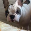 Honey, Bulldog Francés