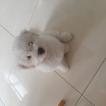 Ted, Bichon