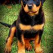 Pandorra, Rottweiler