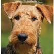 Gregor, Welsh Terrier
