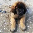 Aslan, Leonberger