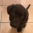Newton, Labrador Retriever