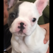 Gia, Bulldog Francés