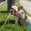 Neely, Bulldog Francés