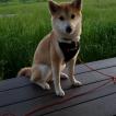Wilbur, Shiba