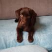 praline, Labrador Retriever