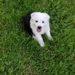 Nellie, Pastor Australiano