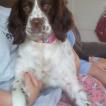 Luna, Springer spaniel inglés