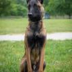 Tsuki, Cane da pastore belga