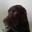 Rex, Labrador Retriever