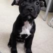 Pepsie, Staffordshire Bull Terrier