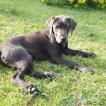 Pablo, Labrador Retriever