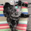 Zeka, Australian Shepherd