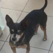 Pepito, Pinscher (Alemán)