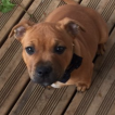 Nouky, Staffordshire Bull Terrier