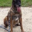 Cougar, Pastor Belga Malinois