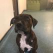 Milo, Staffordshire Bull Terrier