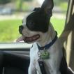 Obi-Wan, Boston Terrier