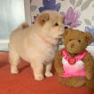 Trevor, Chow chow