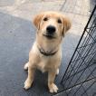 Gaviria Sundance, Golden Retriever