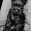 Nelly, Schnauzer Miniatura