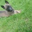 Phoebe, Pastor Belga Malinois